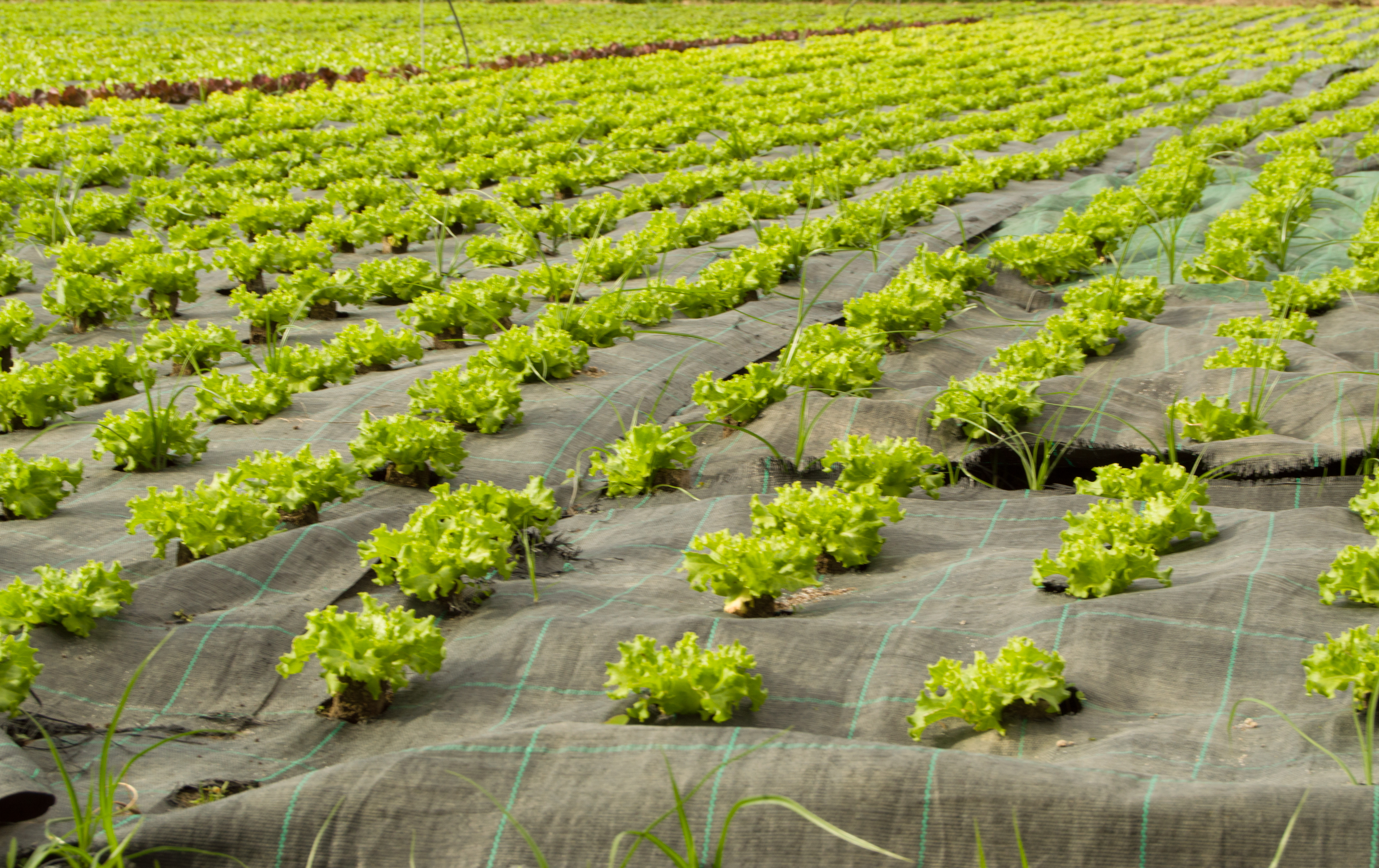 Weedguard membrane is placed on the ground, they will make holes where the seed is planted. This is to avoid weeds growing all over the plot
